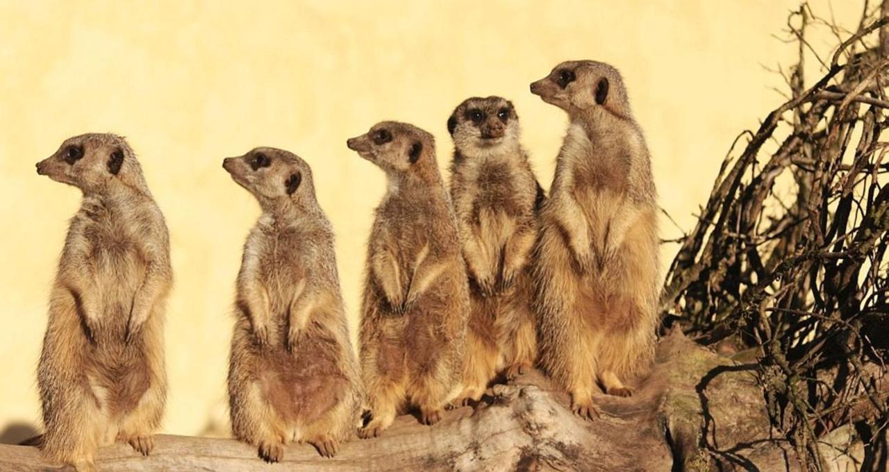Tierpark Entdeckerhaeuser Wagenfeld Kültér fotó
