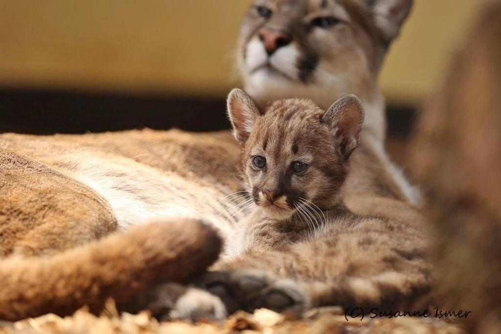 Tierpark Entdeckerhaeuser Wagenfeld Kültér fotó